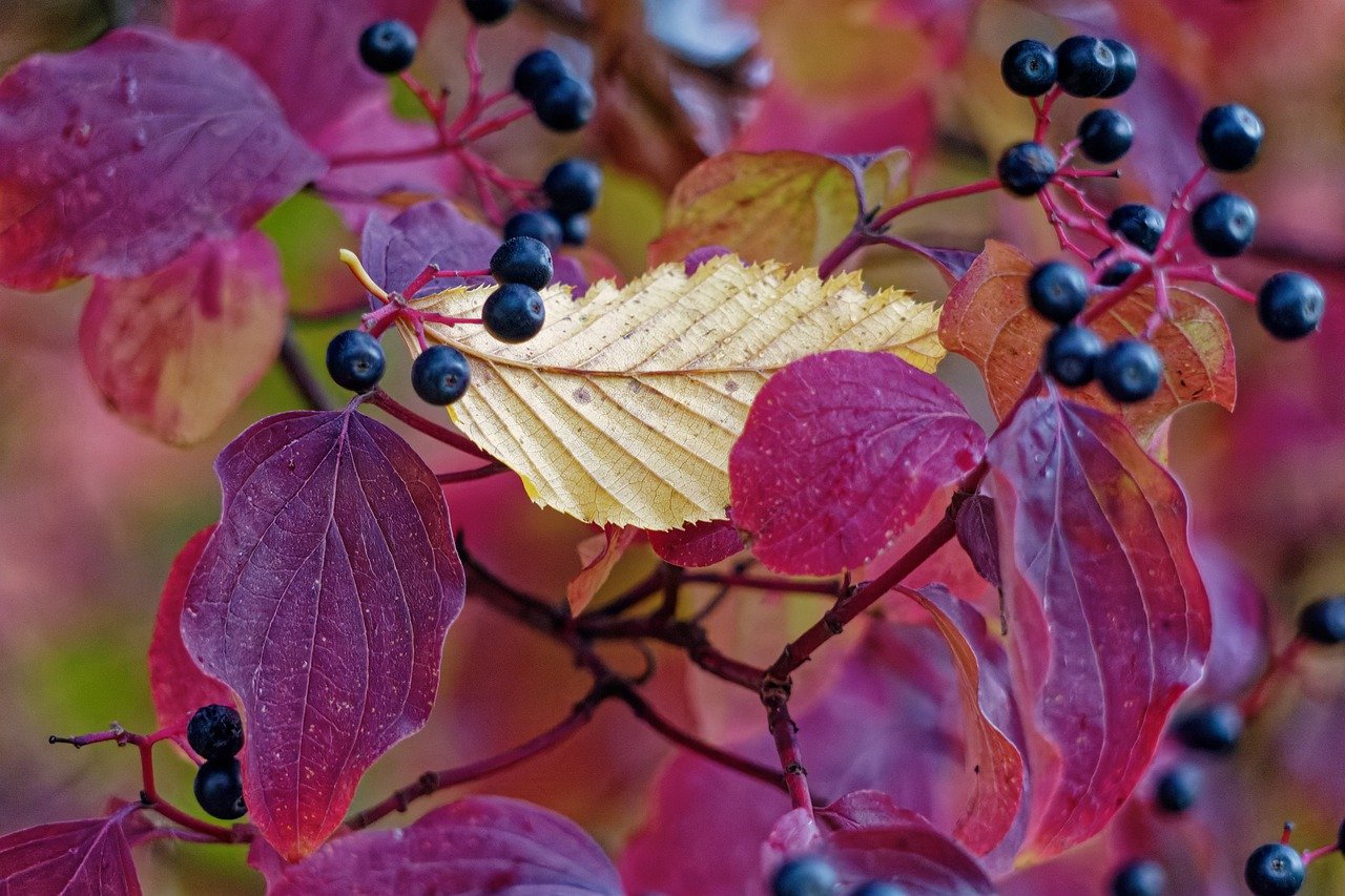 leaves on bush in fall